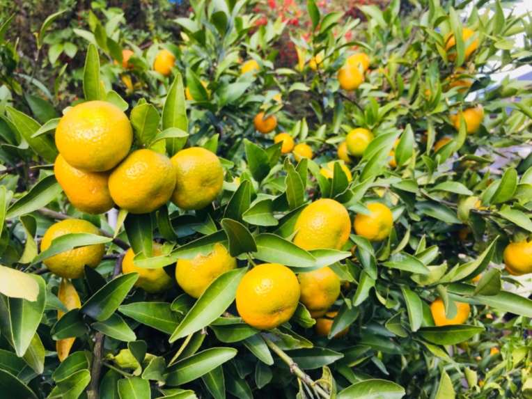 そんぽの家 富士宮_富士宮市介護付有料老人ホーム