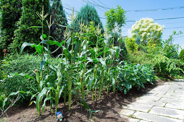 サービス付き高齢者向け住宅 ふじの花