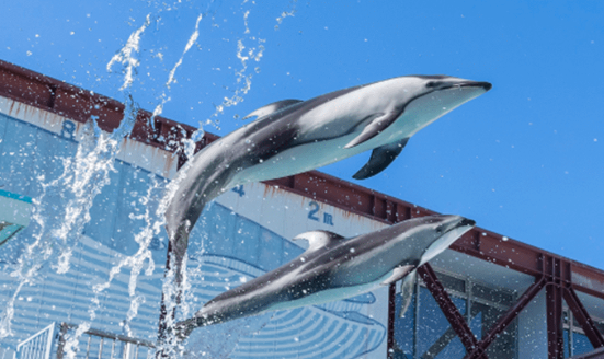 伊豆・三津シーパラダイス