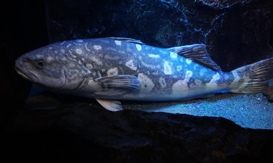 沼津港深海水族館