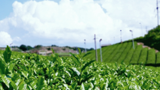 JA遠州中央 香りの丘 茶ピア